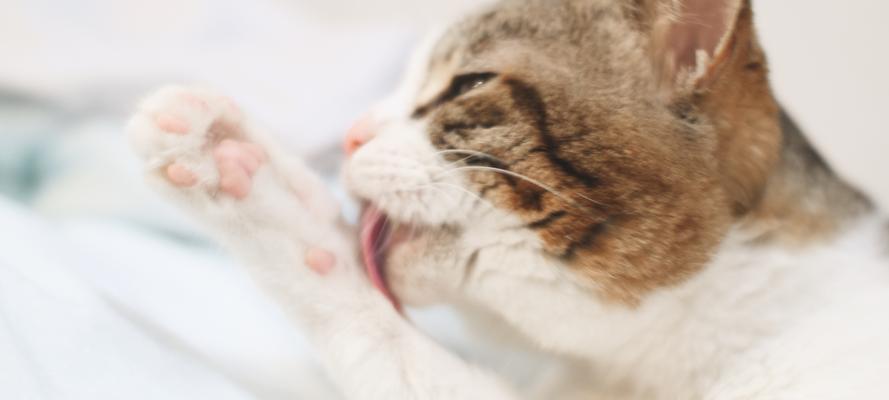 为什么猫咪喜欢舔自己？（解密猫咪舔身体的原因与习惯；宠物爱好者必读）