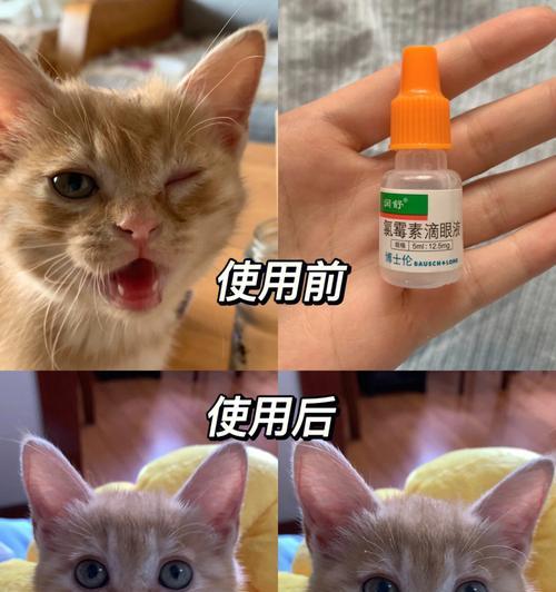 宠物猫咪眼角分泌物清洗技巧（如何有效地帮助猫咪清除眼角分泌物）
