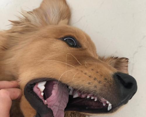 没有牙的狗狗如何吃药？（掌握这些方法，让你的宠物健康安全。）