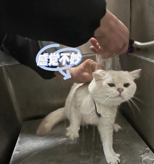 小猫能不能洗澡？一探宠物护理的关键（了解如何正确地给小猫洗澡，保证宠物健康快乐）