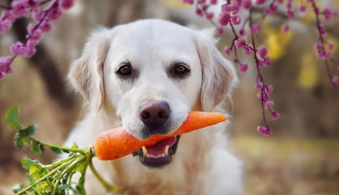 如何选择最适合狗狗的补钙食品？（以哪些食物狗狗吃了补钙？——宠物养护知识大全）