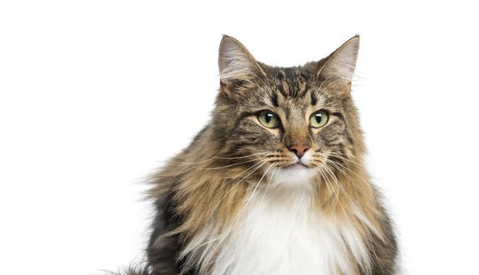 挪威森林猫价格一览（宠物猫市场价位分析，带你了解挪威森林猫的市价）