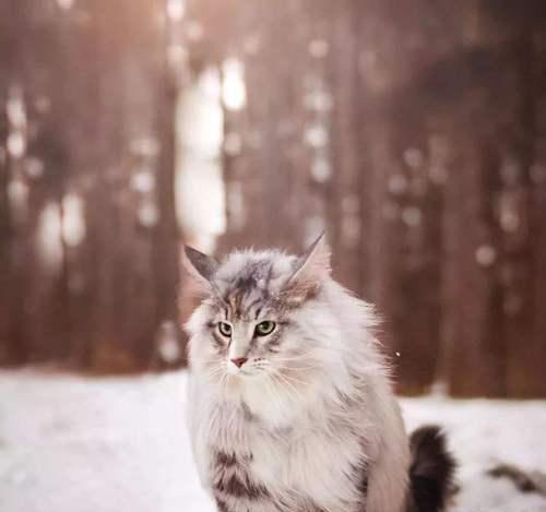 挪威森林猫价格一览（宠物猫市场价位分析，带你了解挪威森林猫的市价）
