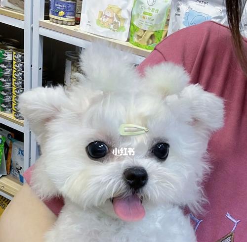 青浦宠物店狗狗最低价多少钱？（探究青浦宠物店狗狗价格的秘密，了解不同品种狗狗的价格变化。）