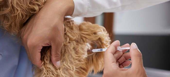 宠物犬瘟热的预防和治疗方法（有效防范，全面治疗，避免犬瘟的困扰）