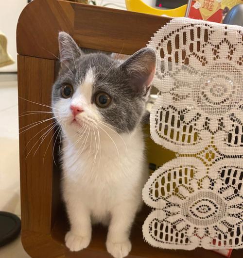 三个月大的猫咪该如何喂养？（了解猫咪饮食需求，给它们健康成长）