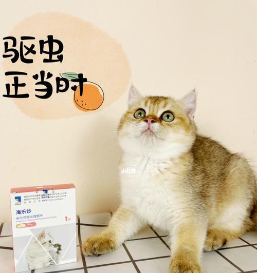 三个月大的猫咪如何正确吃驱虫药？（宠物健康保障关键，教你如何让猫咪吃驱虫药，避免误区）