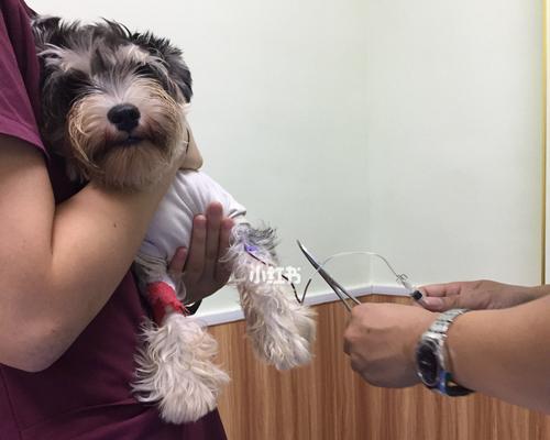 宠物狗狗感冒咳嗽的治疗方法（了解三个月狗狗感冒咳嗽的原因与预防方法，帮助宠物重返健康）