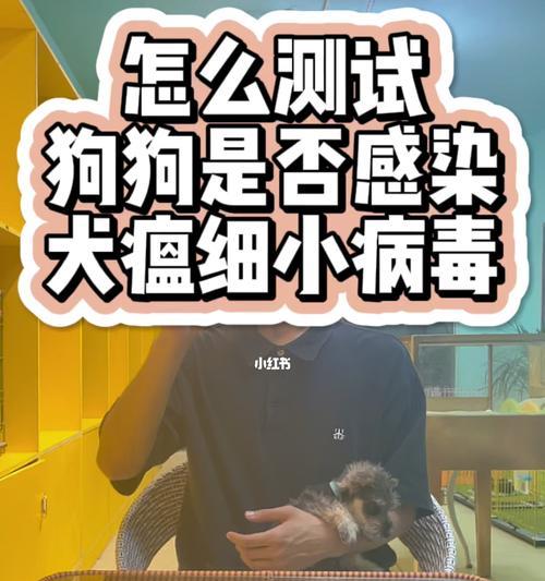 如何治疗三个月狗的细小病毒（以宠物为主，助您快速摆脱细小病毒烦恼）