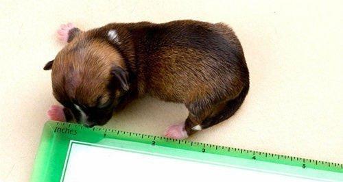世界上最小的狗品种是什么？（探寻世界最小狗品种的神秘之处）