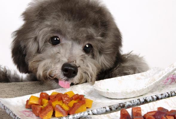 泰迪犬呕吐原因及预防方法（宠物的饮食健康需求与常见误区）
