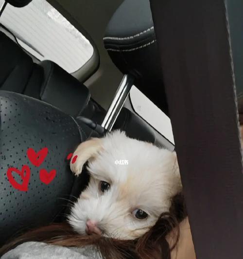 宠物打疫苗的必要性（小狗第一针是什么？为什么要打？）