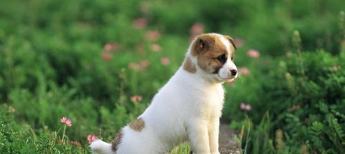 小狗打完疫苗后咳嗽怎么办？（宠物健康不能忽视，及其“疫苗”。）