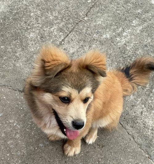 小狗耳朵立起来的方法（以宠物为主，后天也能成立耳犬）