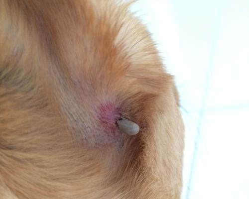 小狗耳朵红肿怎么回事？（了解小狗耳朵红肿的病因和治疗方法，让你的宠物更健康）