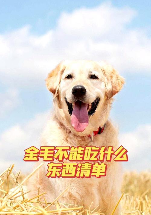 小狗三个月大能吃什么？（宠物饮食需注意的事项。）