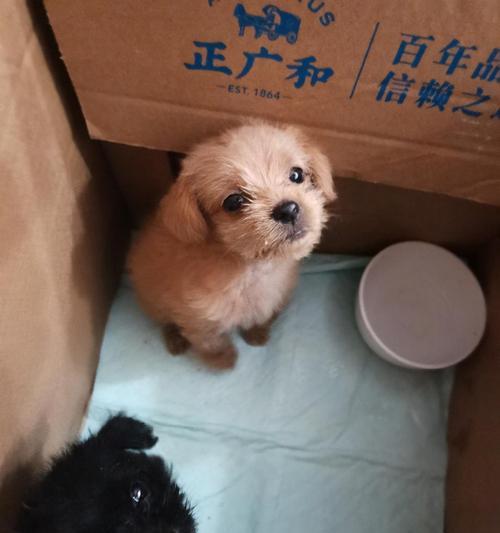 小狗三个月大能吃什么？（宠物饮食需注意的事项。）