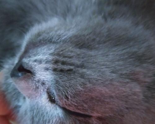 猫咪睡觉后有眼屎的原因与处理方法（揭秘猫咪眼屎多的真相，让你的宠物更健康）