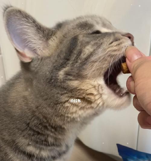 宠物猫咪口臭问题解决方案（以天生口臭为由，为你的猫咪除口臭）