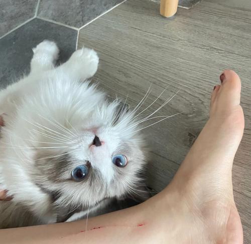 猫咪为何总爱舔咬自己的脚？（揭秘猫咪喜欢自我清洁的秘密，了解其健康和心理状况）