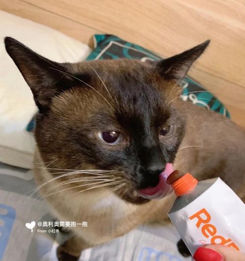 猫咪吐毛，如何有效预防和处理？（宠物毛发掉落不可避免，但吐毛需引起注意）