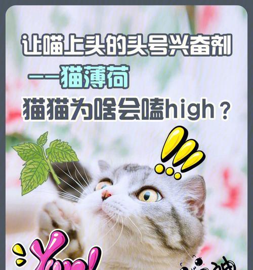 猫咪闻猫薄荷竟然没反应？（解密猫咪对猫薄荷的反应，让你更了解宠物）