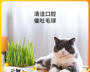 猫咪闻猫薄荷竟然没反应？（解密猫咪对猫薄荷的反应，让你更了解宠物）