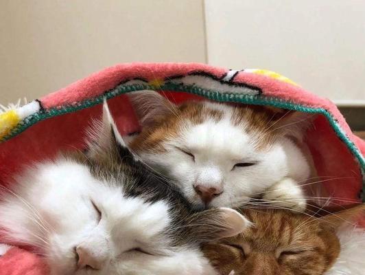 猫咪的睡眠习惯（从生理、心理和行为三个方面解析猫咪的睡眠习惯。）