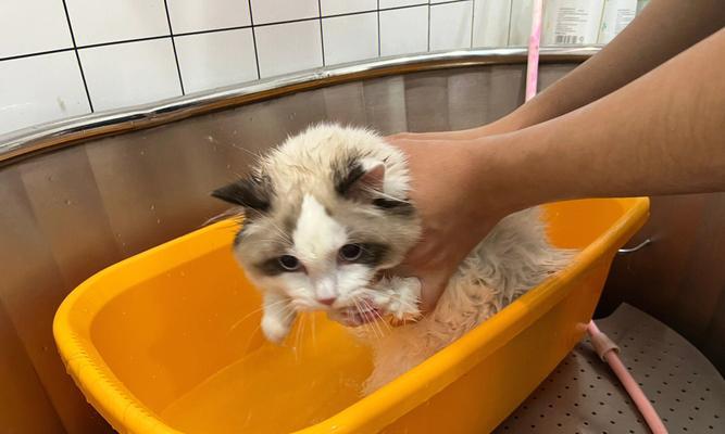 猫咪洗澡发抖原因及应对方法（猫咪为何会发抖？如何让猫咪享受洗澡？）