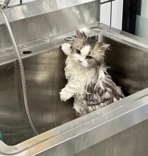 猫咪洗澡注意事项（以宠物为主，让你的猫咪健康美丽）