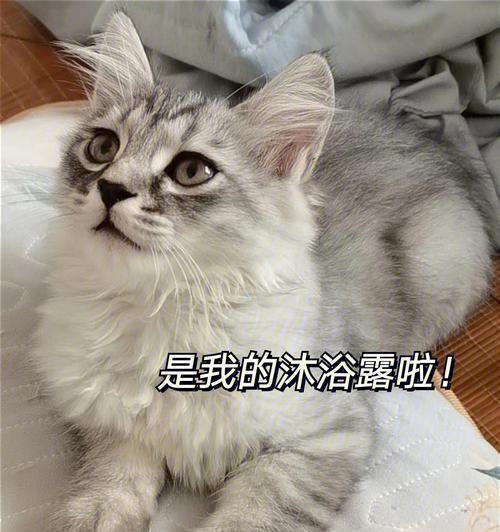 猫咪洗澡注意事项（以宠物为主，让你的猫咪健康美丽）