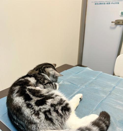 猫咪血栓症状及预防方法（如何避免猫咪血栓的发生？掌握这些信息！）