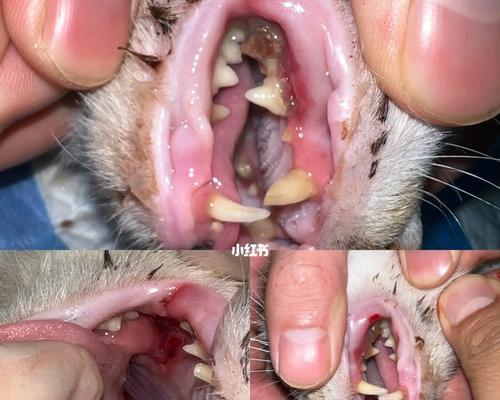 初期猫咪牙周炎的治疗费用（探究猫咪牙周炎治疗费用，宠物主人必看！）