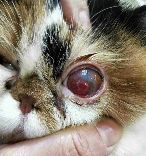猫咪眼睛脱膜（保护宠物眼睛，关注猫咪眼睛脱膜）