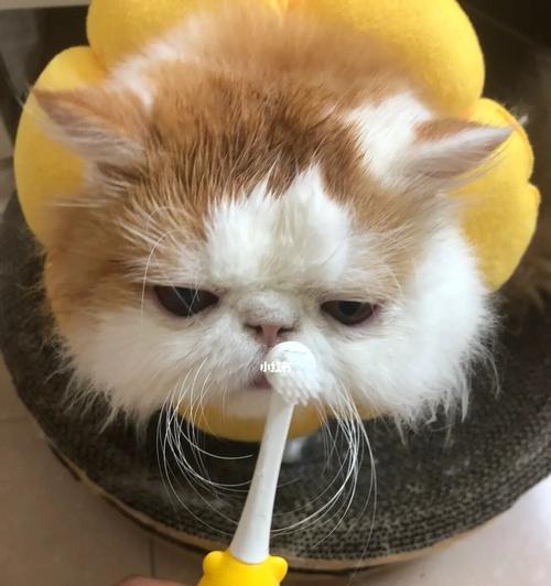 猫咪为什么一定要刷牙？（关于宠物口腔健康的重要性和刷牙方法）