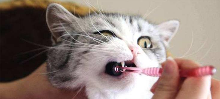 猫咪为什么一定要刷牙？（关于宠物口腔健康的重要性和刷牙方法）