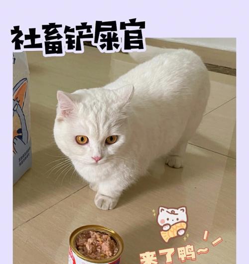 猫咪营养餐大全（为宠物提供全面平衡的饮食，让猫咪健康长寿）