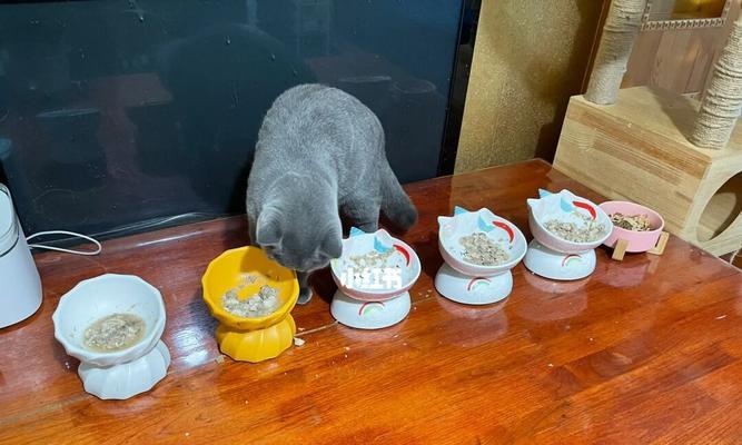 猫咪营养餐大全（为宠物提供全面平衡的饮食，让猫咪健康长寿）
