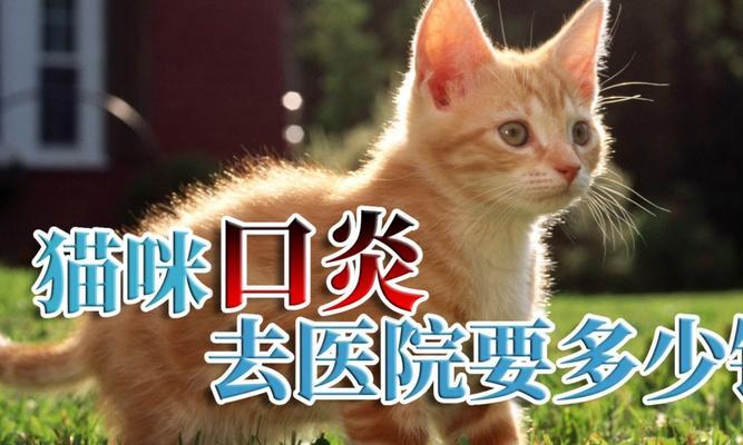 猫咪口腔炎的症状及治疗（宠物的口腔健康也需要关注）