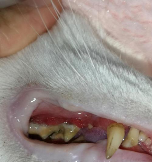 猫咪口腔炎的症状及治疗（宠物的口腔健康也需要关注）