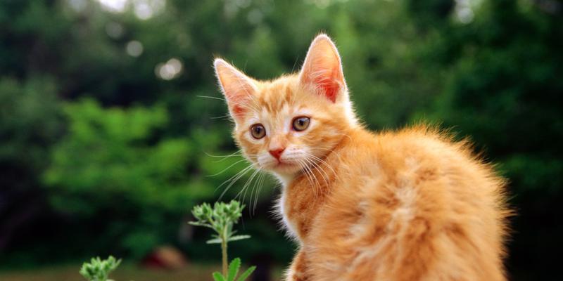 探讨猫咪子宫长度与身长的关系（猫咪的身体特征与宠物养护知识）