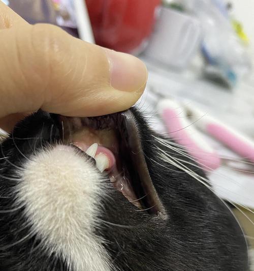 猫咪口腔疾病的预防与治疗（猫咪嘴巴上有红肿怎么办？——以宠物为主）