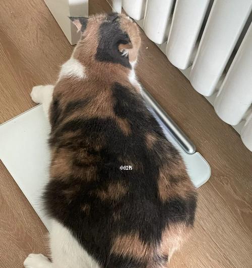 七个月猫咪的标准体重表与养护方法（了解宠物猫咪标准体重的重要性）