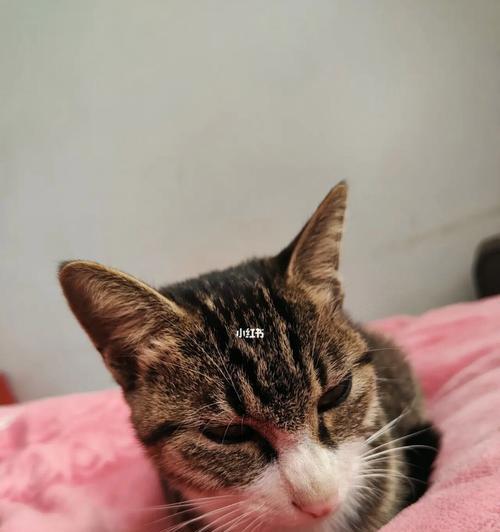 散养猫咪走丢了，怎么办？（宠物丢失的救援手册，让猫咪回家）