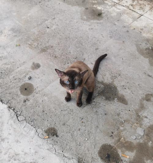 散养猫咪走丢了，怎么办？（宠物丢失的救援手册，让猫咪回家）