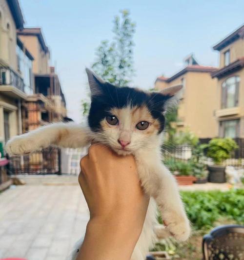 散养猫咪走丢了，怎么办？（宠物丢失的救援手册，让猫咪回家）