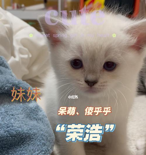 上海收养猫咪机构——让流浪猫找到新家（爱心收养，与萌宠共享幸福生活）