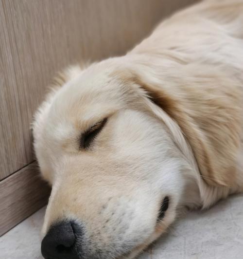 为什么狗狗白天晚上都睡觉？（探寻狗狗睡眠习惯的奥秘，狗狗、睡眠、生物钟、环境）