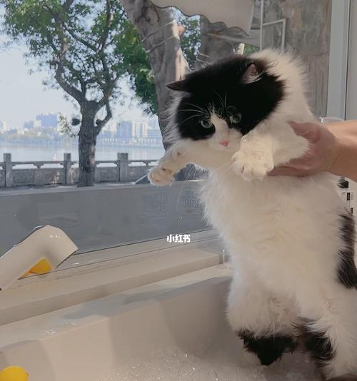 猫咪沐浴（猫咪洗澡需要注意哪些问题？-猫咪、洗澡、注意事项）