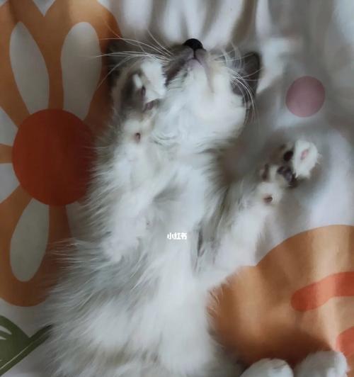 宠物打喷嚏拉稀该怎么办？（小狗狗和猫咪都可能遇到的健康问题，快来看看怎么应对！）